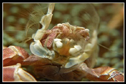 NO CROP!
porcelain anemone crab SUPER close UP
Canon G1... by Adriano Trapani 